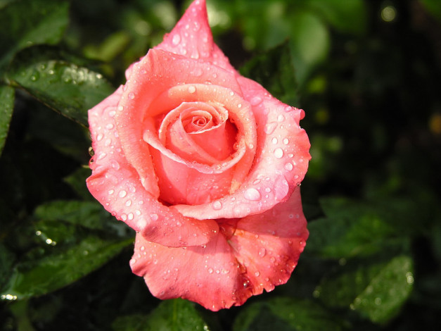 Обои картинки фото цветы, розы