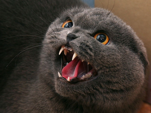 Обои картинки фото животные, коты