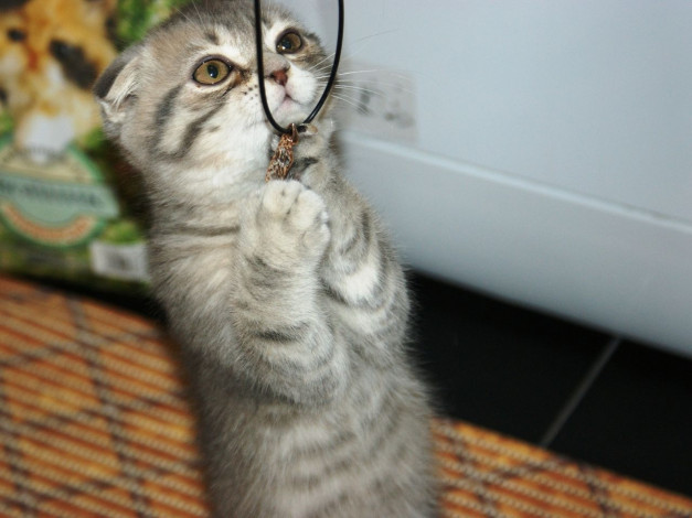 Обои картинки фото животные, коты