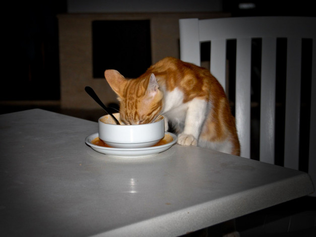 Обои картинки фото животные, коты