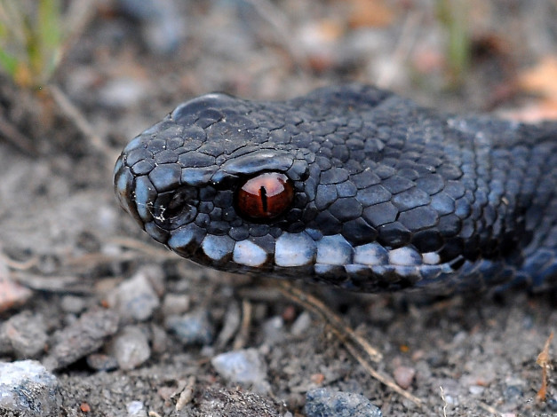 Обои картинки фото животные, змеи, питоны, кобры