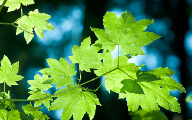 Обои картинки фото природа, листья