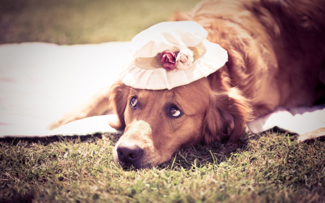 Обои картинки фото животные, собаки