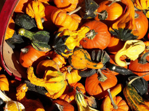 Картинка еда тыква тыквы
