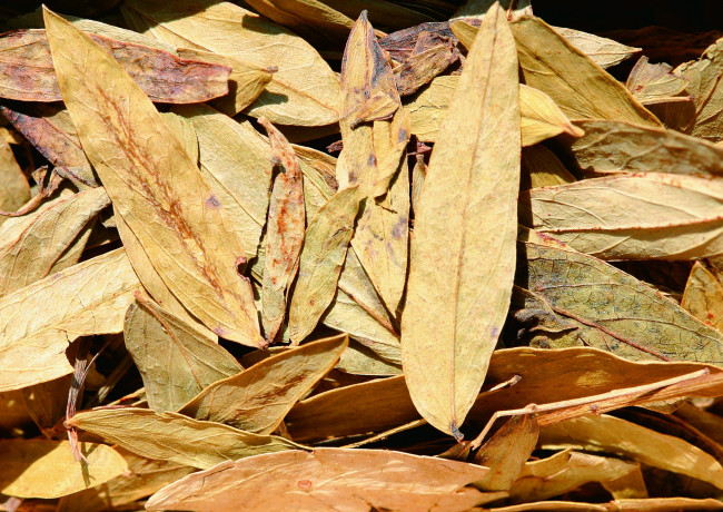 Обои картинки фото еда, крупы, зерно, специи, семечки, лавровый, , лист