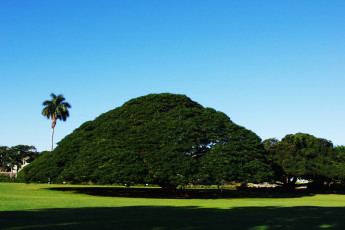 Картинка природа деревья дерево