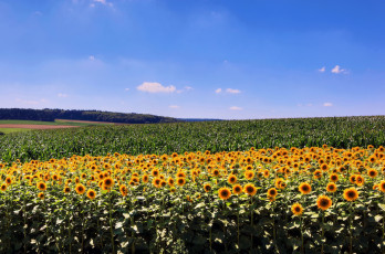 Картинка природа поля подсолнухи пшеница