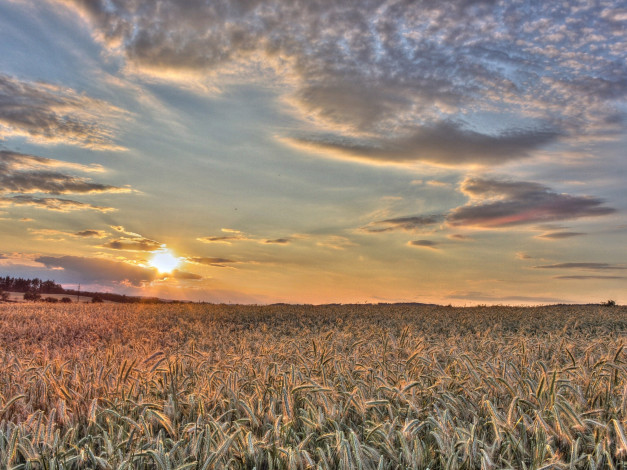 Обои картинки фото природа, поля, поле