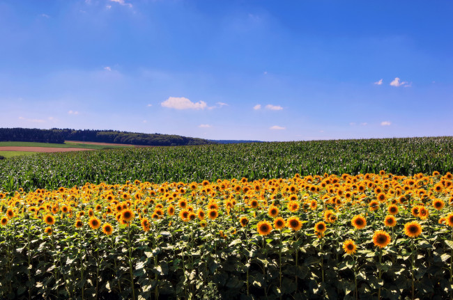 Обои картинки фото природа, поля, подсолнухи, пшеница