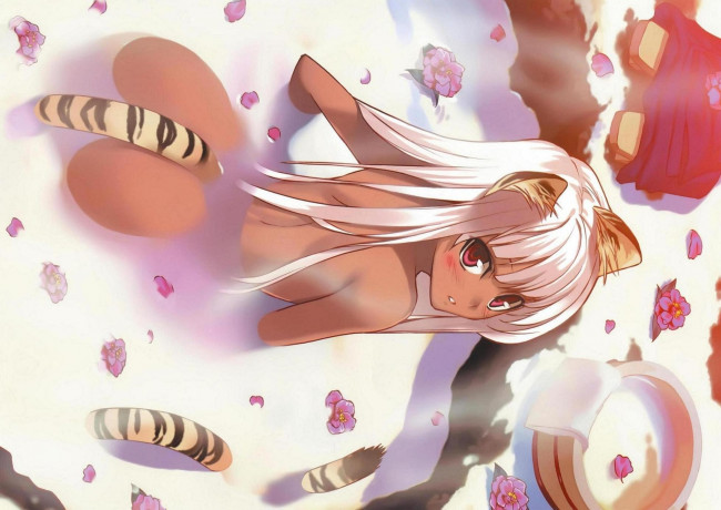 Обои картинки фото аниме, animals, кошка