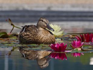 Картинка животные утки уточка листья кувшинки озеро