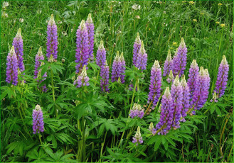 Картинка цветы люпин сиреневый
