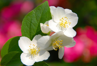 Картинка цветы жасмин белый