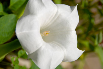 Картинка цветы бругмансия+ дурман +трубы+ангела белый