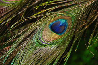 Картинка разное перья павлин