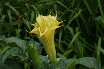 Картинка цветы бругмансия+ дурман +трубы+ангела зеленый фон цветок