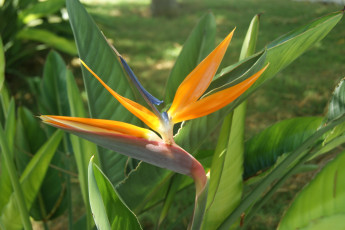 Картинка цветы стрелиция+ райская+птица зеленый фон цветок