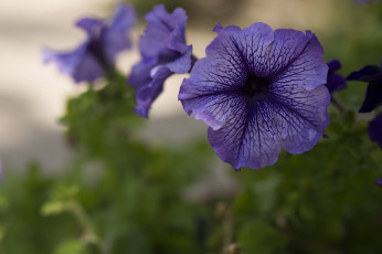 Картинка цветы петунии +калибрахоа цветение фиолетовые