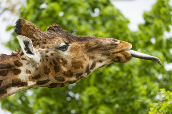 Картинка животные жирафы язык