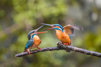 Картинка животные зимородки птицы ветка ссора