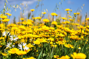 Картинка цветы ромашки желтый