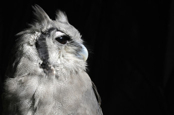 Картинка животные совы профиль птица черный фон сова