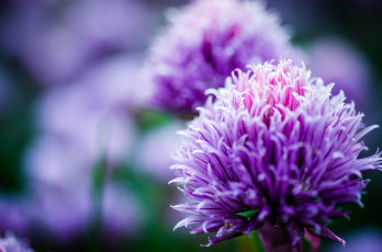 Картинка цветы аллиум+ декоративный+лук боке макро сиреневые лук