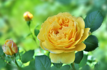 Картинка цветы розы желтый