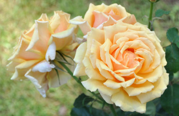 Картинка цветы розы желтый