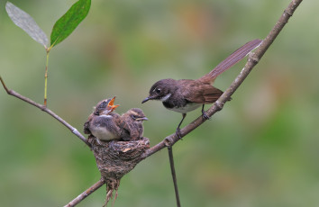 Картинка животные гнезда+птиц кормежка