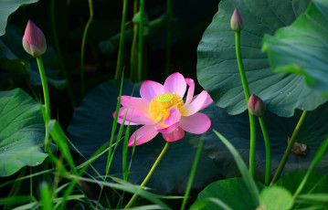 Картинка цветы лотосы лепестки