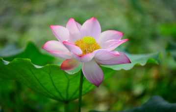 Картинка цветы лотосы лепестки