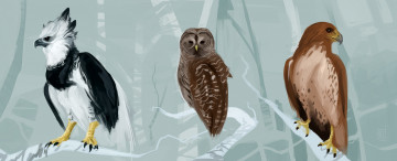 Картинка рисованные животные +птицы птицы