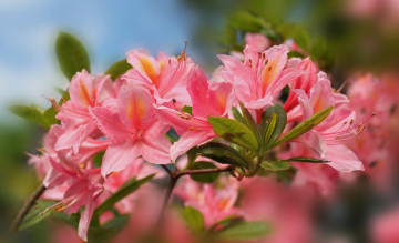 Картинка цветы рододендроны+ азалии розовый