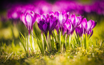 обоя цветы, крокусы, природа, луг, травка, nature, meadow, grass, flowers, crocuses