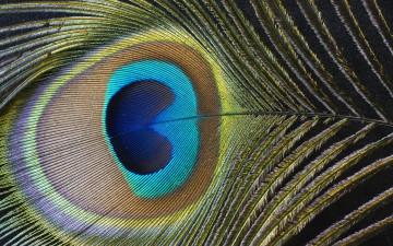 Картинка разное перья павлин перо макро