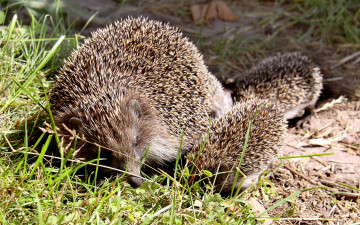 Картинка животные ежи колючки
