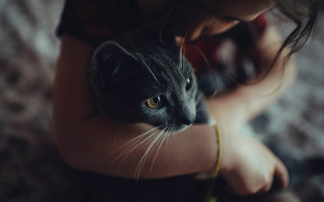 Картинка животные коты кошка серая