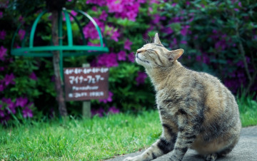 Картинка животные коты трава цветы сад природа кошка серая