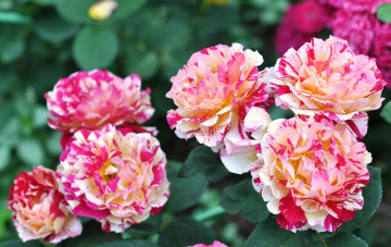 Картинка цветы розы пестрый