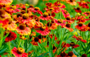 Картинка цветы гайлардии +гелениумы оранж
