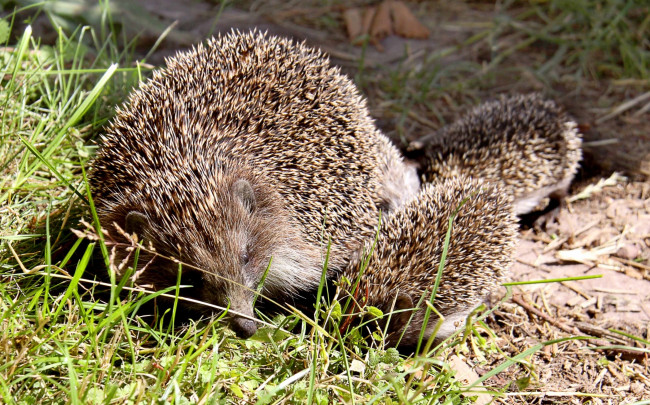 Обои картинки фото животные, ежи, колючки