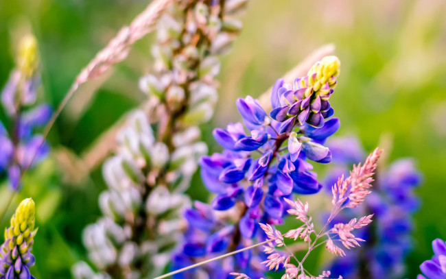 Обои картинки фото цветы, люпин