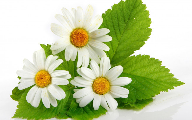 Обои картинки фото цветы, ромашки, белые, листья, три