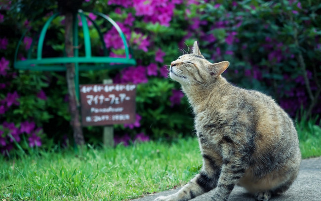 Обои картинки фото животные, коты, трава, цветы, сад, природа, кошка, серая