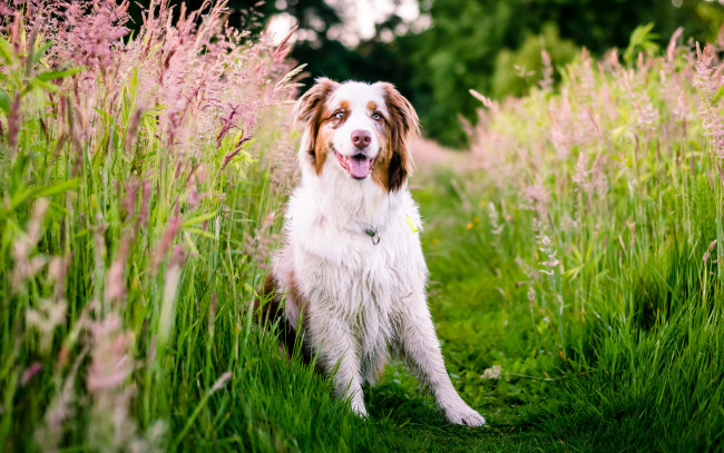 Обои картинки фото животные, собаки, луг, природа, трава, австралийская, овчарка, собака