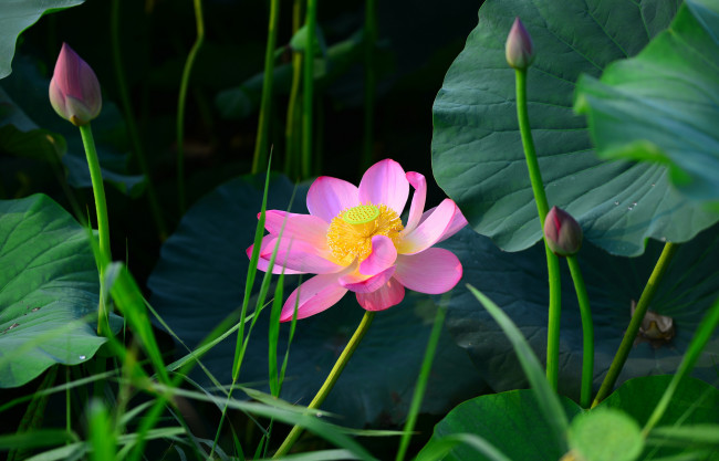 Обои картинки фото цветы, лотосы, лепестки