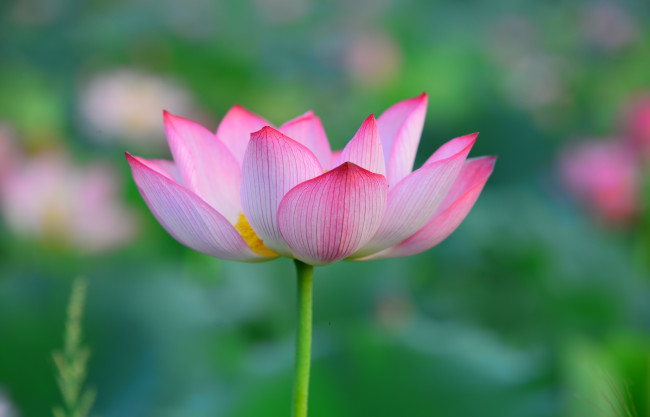 Обои картинки фото цветы, лотосы, лепестки