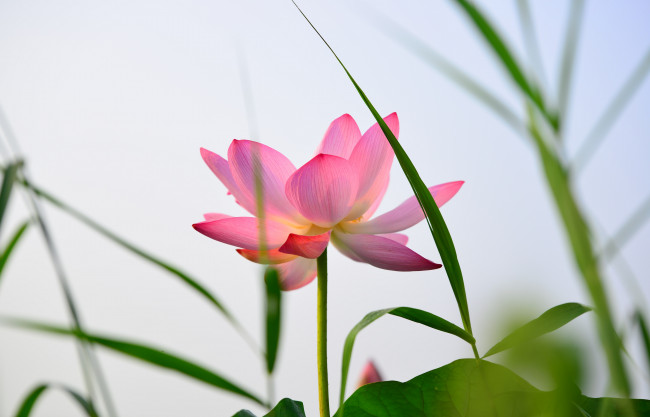 Обои картинки фото цветы, лотосы, лепестки