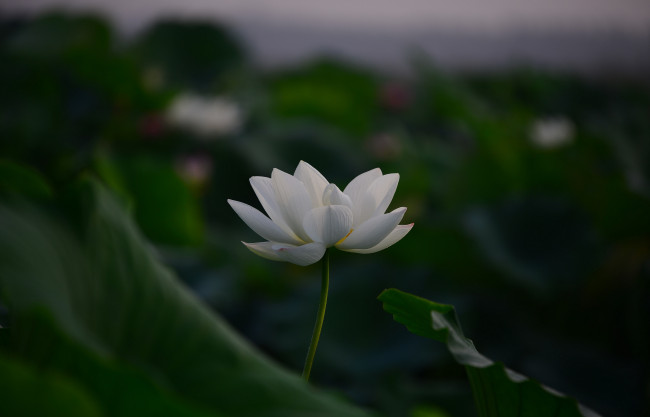 Обои картинки фото цветы, лотосы, лепестки